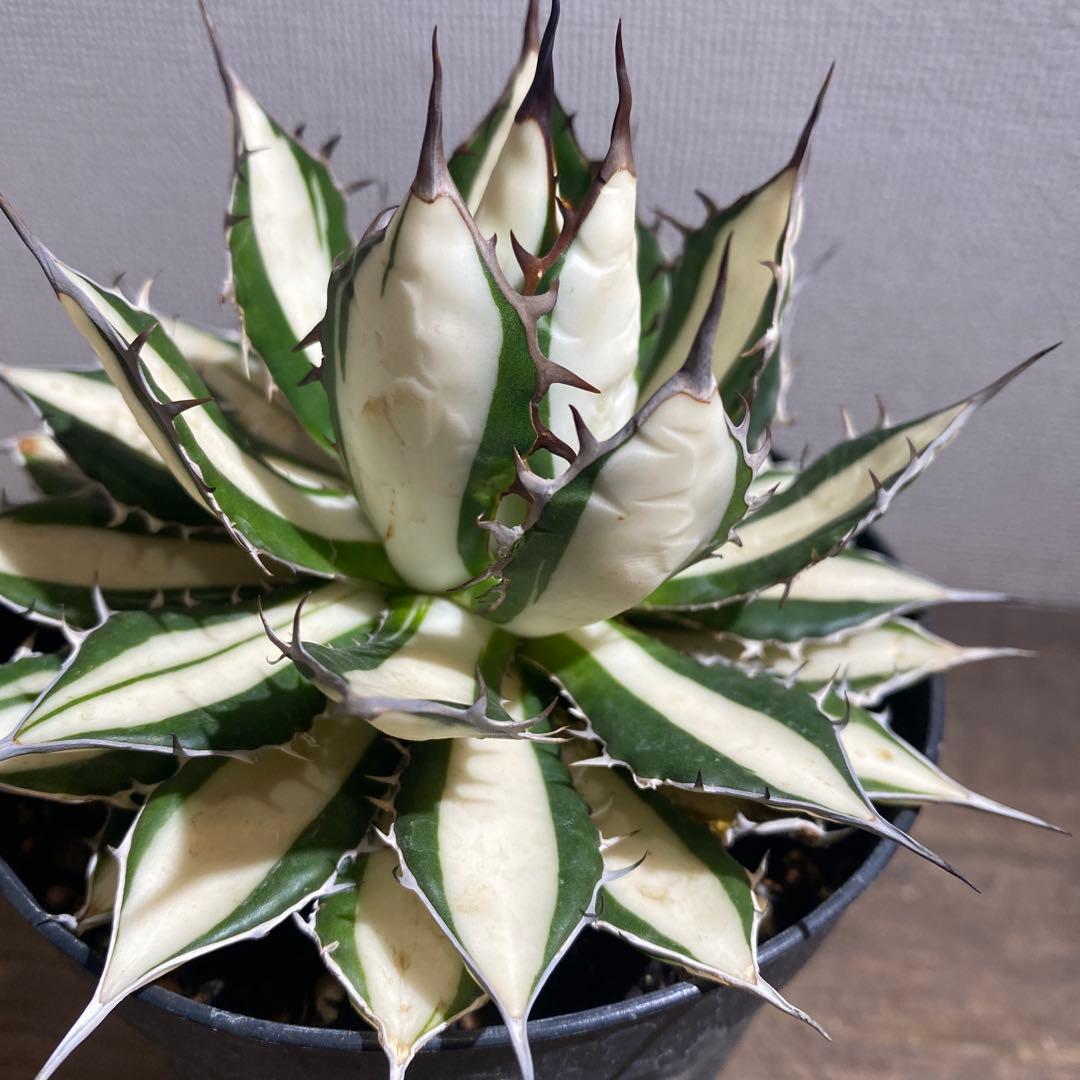 アガベ　ホリダ白中斑入　極上4