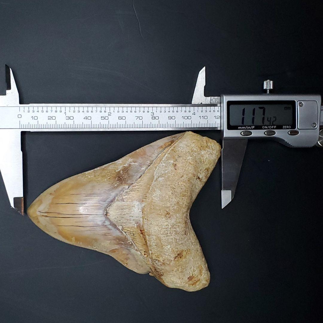 極上 メガロドン 歯 化石 本物 インドネシア 117.42mm mg6