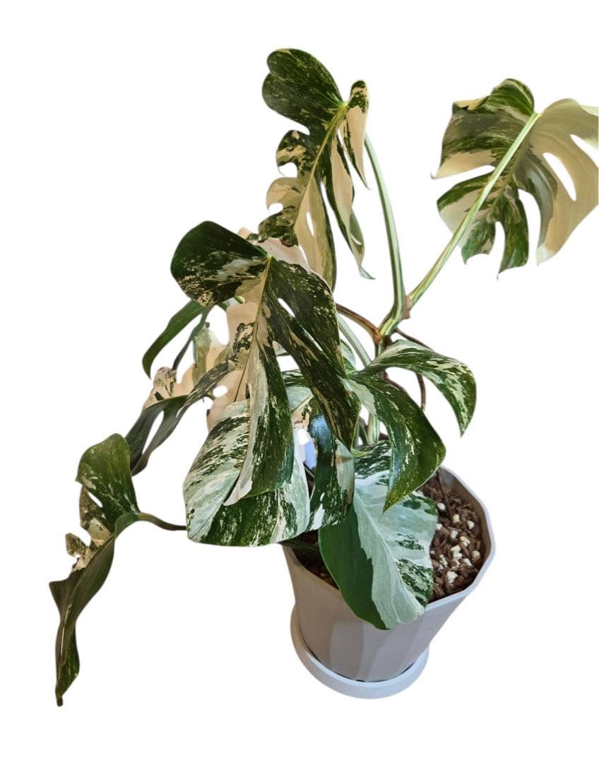 モンステラ・ホワイトフェアリー（斑入り）