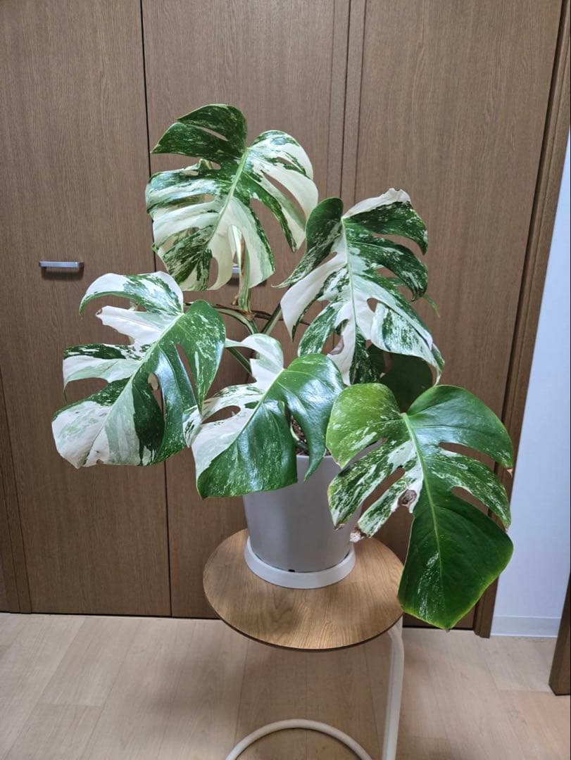 モンステラ・ホワイトフェアリー（斑入り）