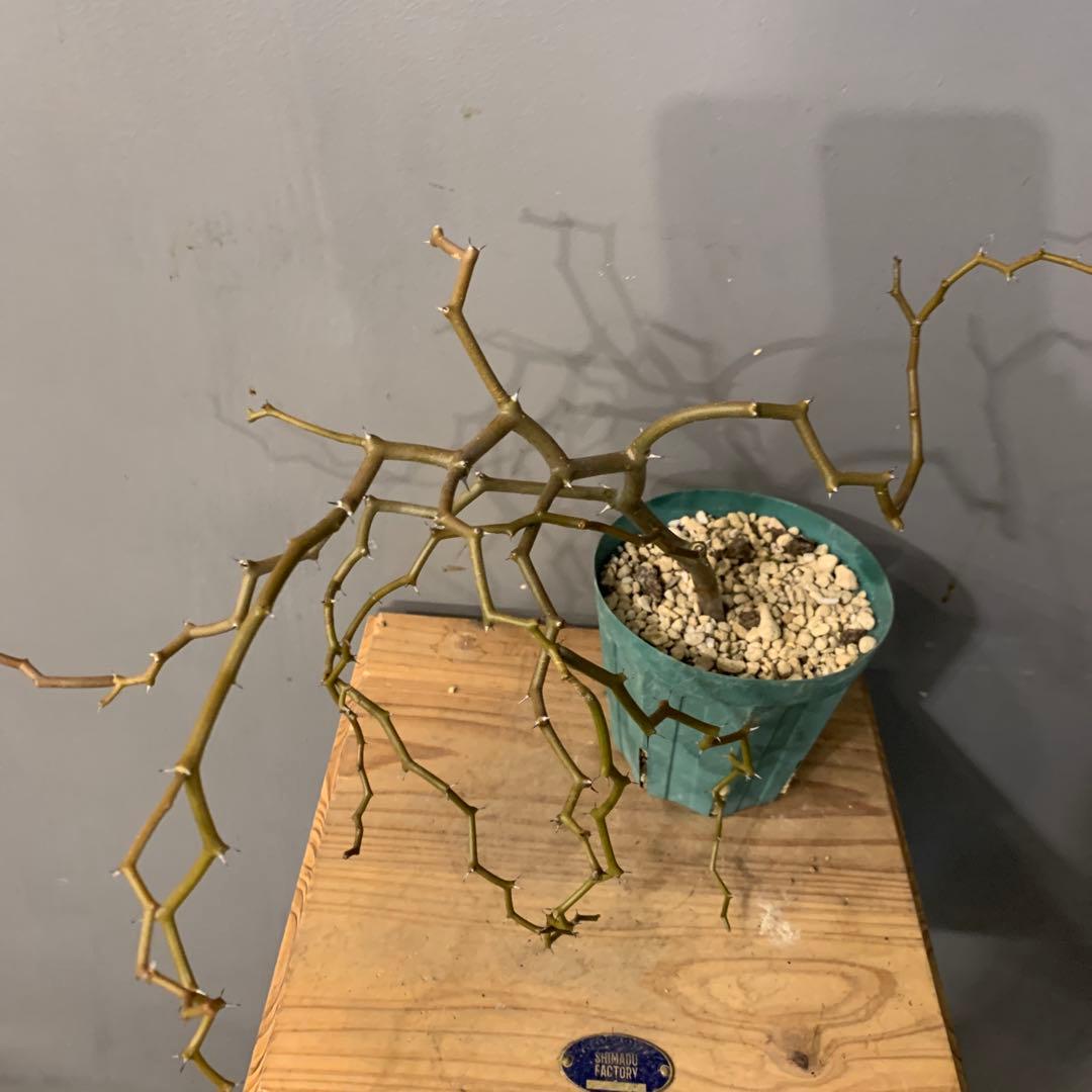 デカリア マダガスカルエンシス