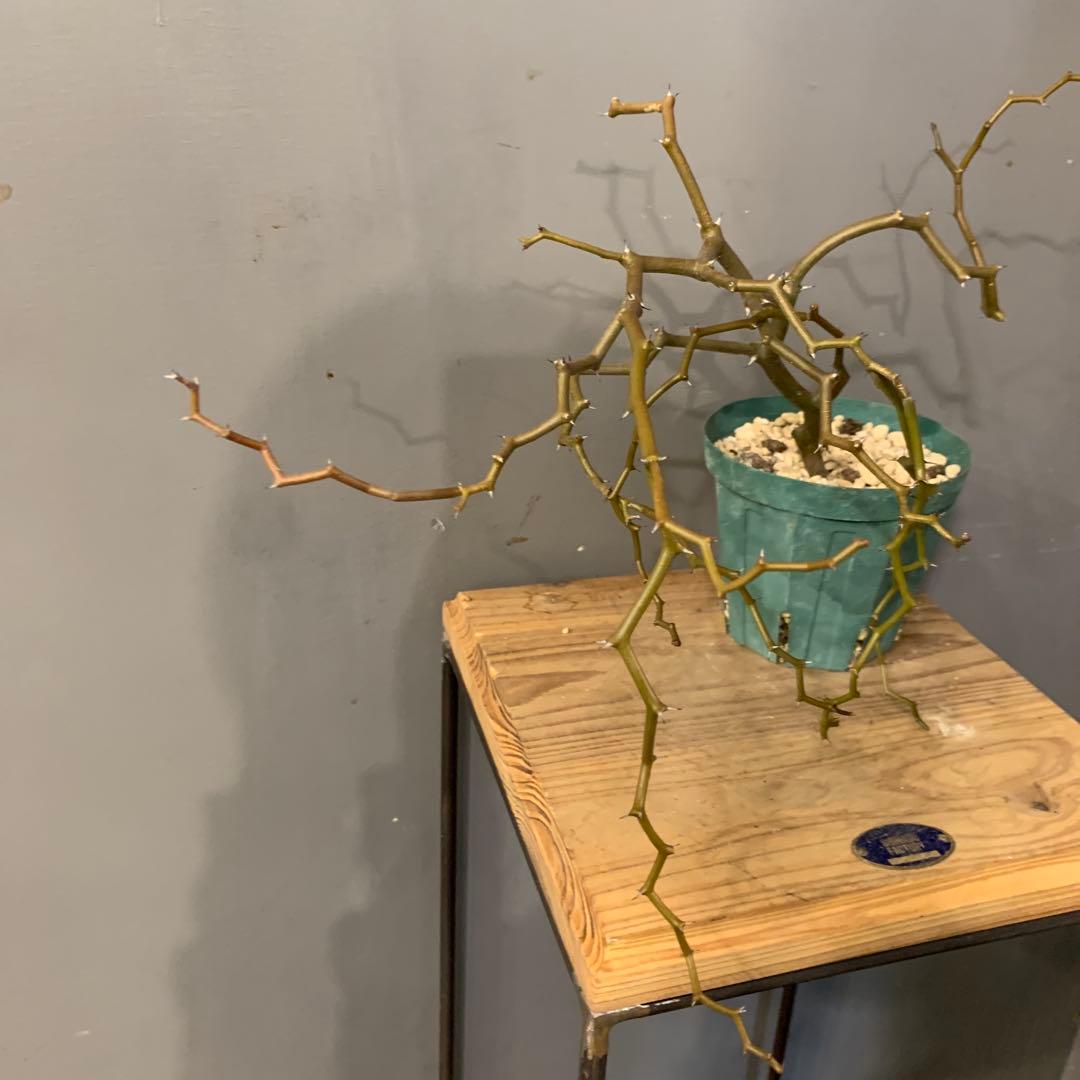 デカリア マダガスカルエンシス