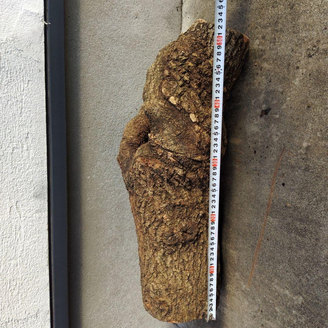 クヌギ　カブトムシ　クワガタ用