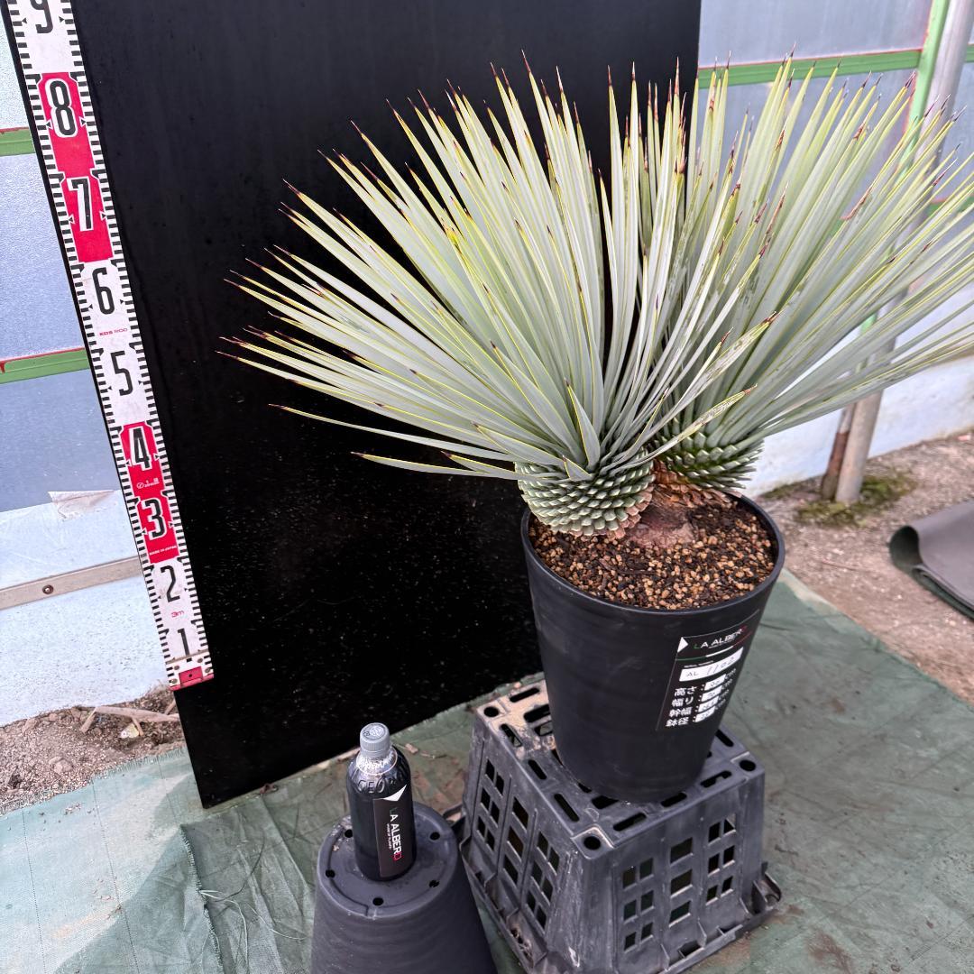 【AL1002】ユッカ　ロストラータ