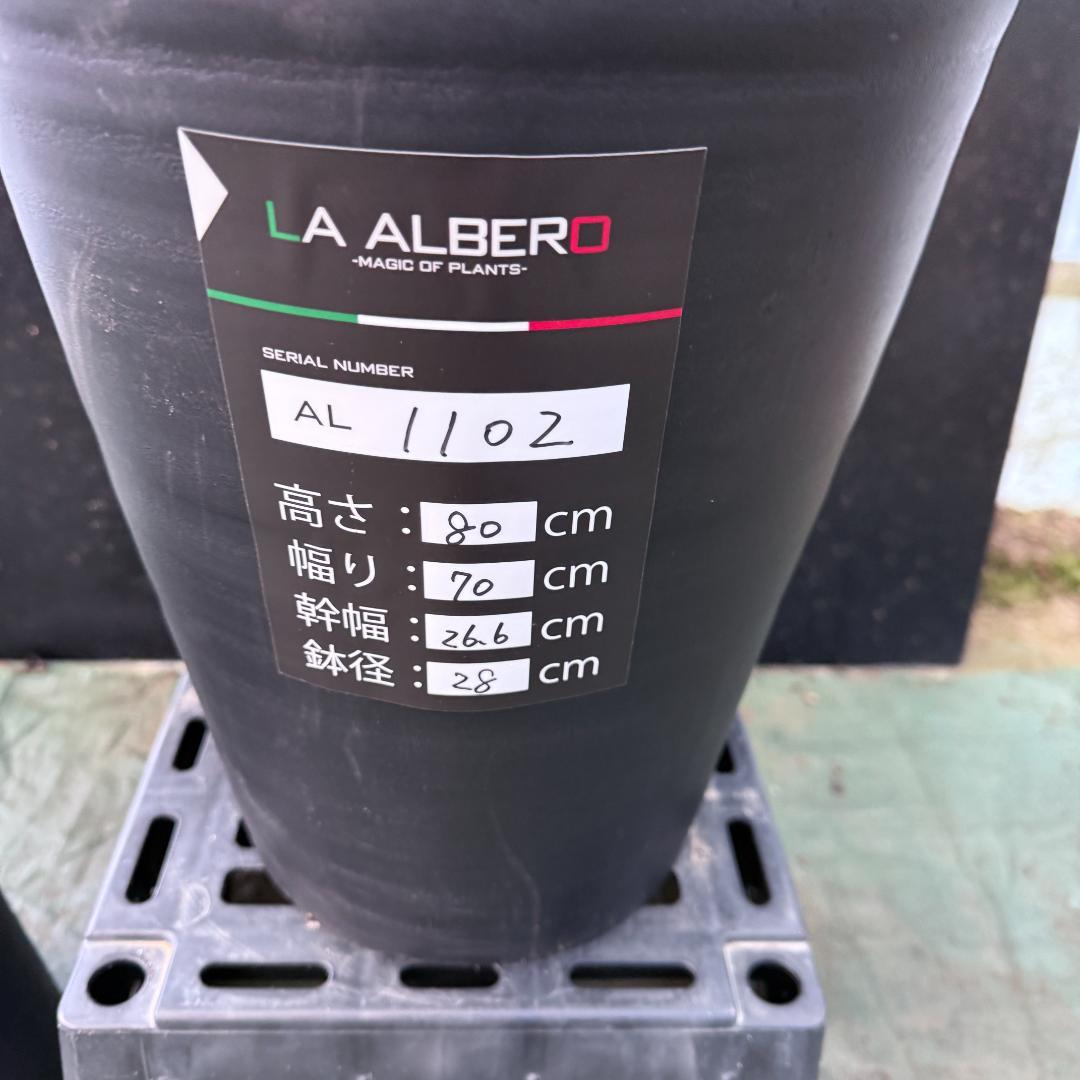 【AL1002】ユッカ　ロストラータ