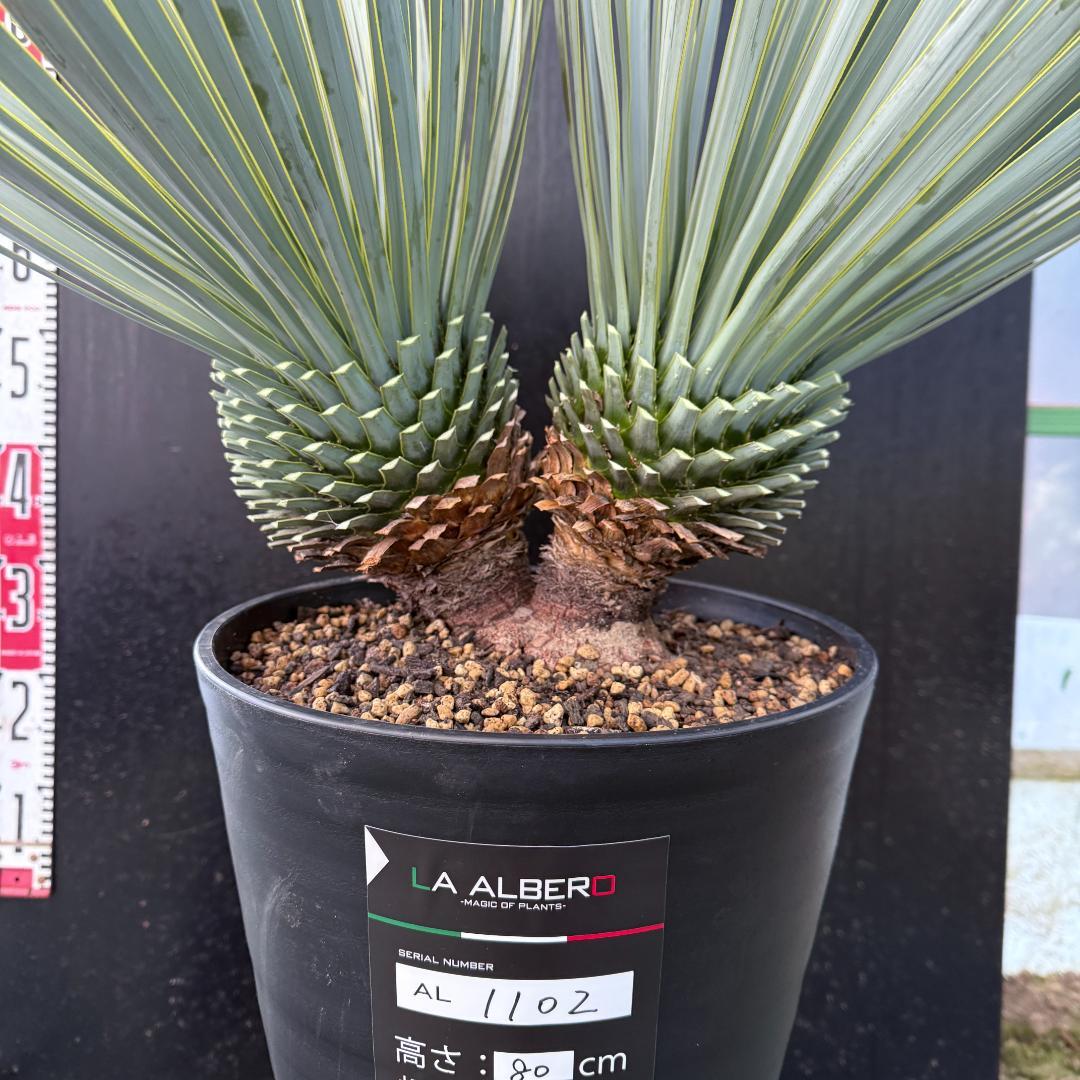 【AL1002】ユッカ　ロストラータ