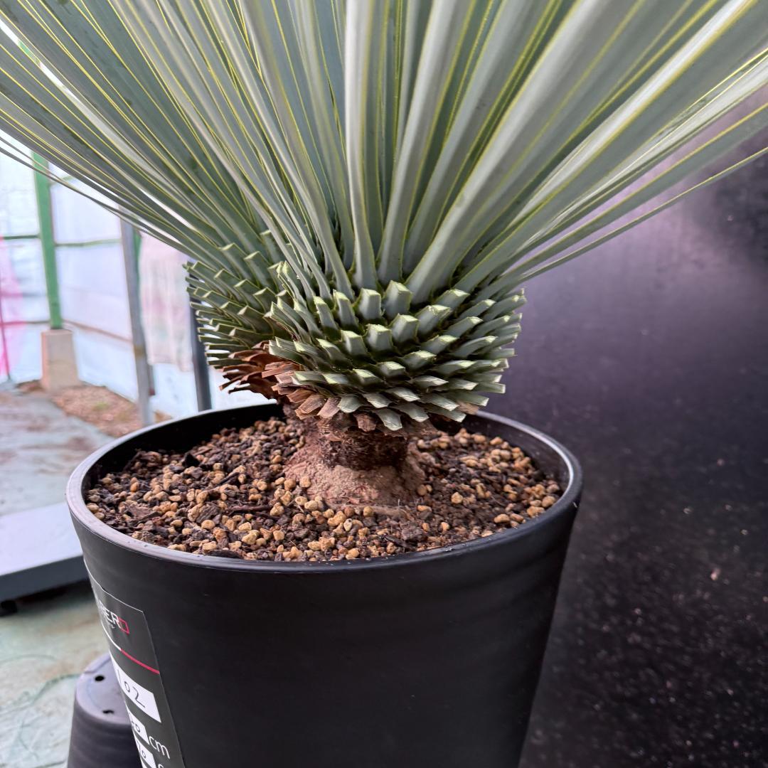 【AL1002】ユッカ　ロストラータ