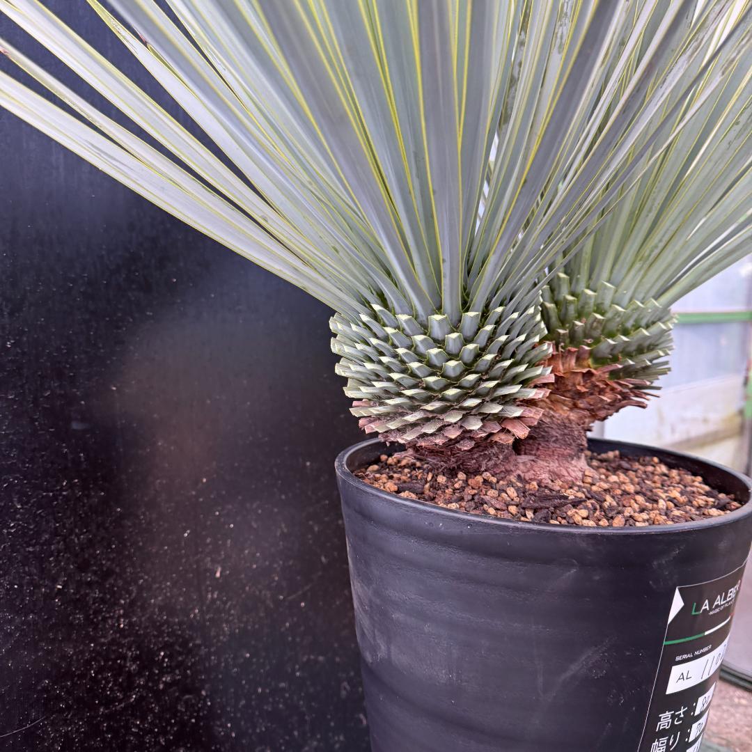 【AL1002】ユッカ　ロストラータ