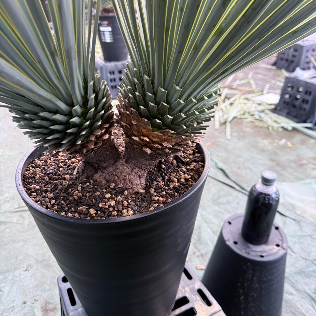 【AL1002】ユッカ　ロストラータ