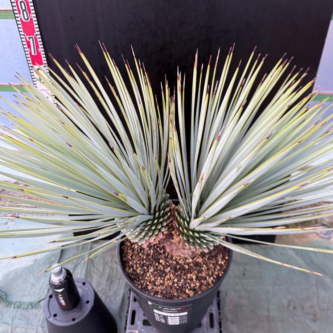 【AL1002】ユッカ　ロストラータ