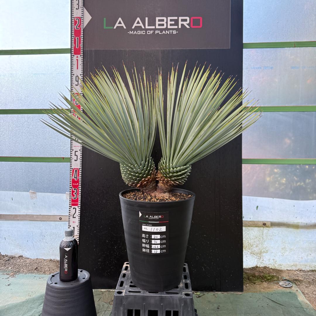 【AL1002】ユッカ　ロストラータ