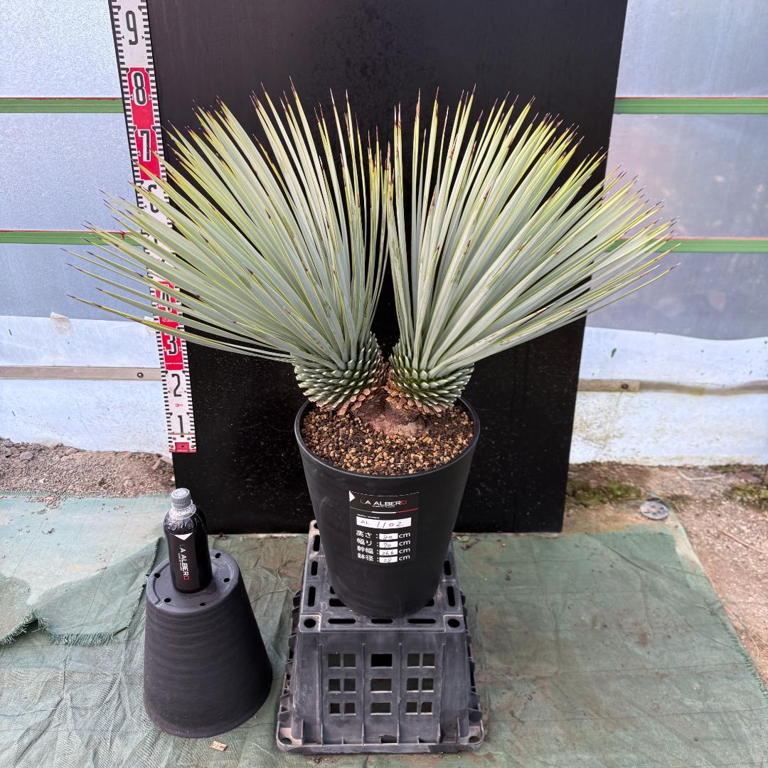 【AL1002】ユッカ　ロストラータ