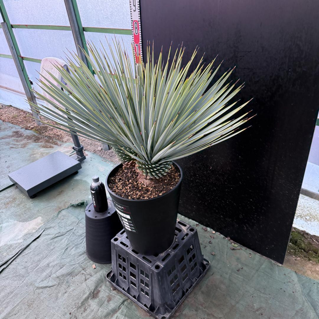 【AL1002】ユッカ　ロストラータ