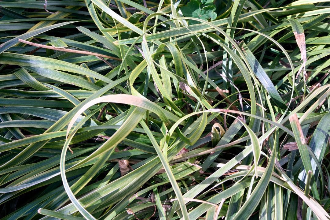 SMC PENTAX-A 645 ZOOM 45-85mm F4.5中判レンズ