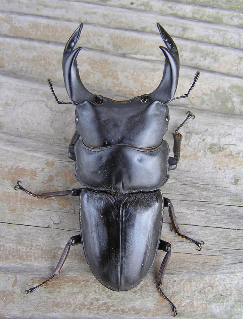 大型・美形クワガタ飼育用菌糸ビン　1500ml　24本セット（菌糸瓶）