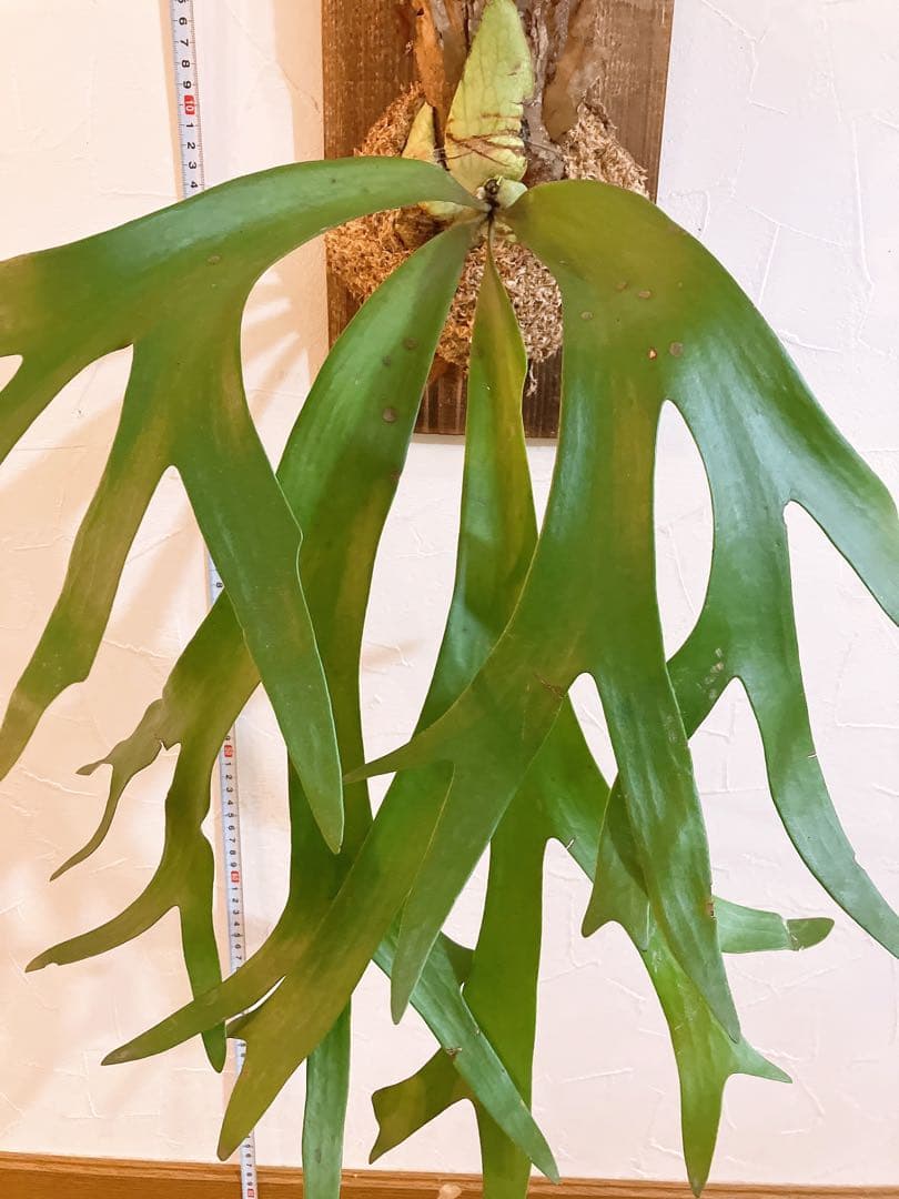 外ハネ　大株ビカクシダ　ウィリンキーwild\"east java\"コウモリラン