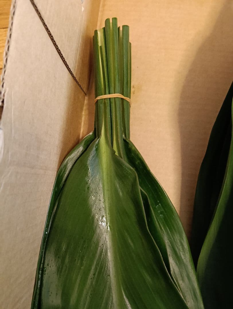 冬季限定価格★本物 ティーリーフ 60枚★フラダンス用スカートやレイ60cm前後