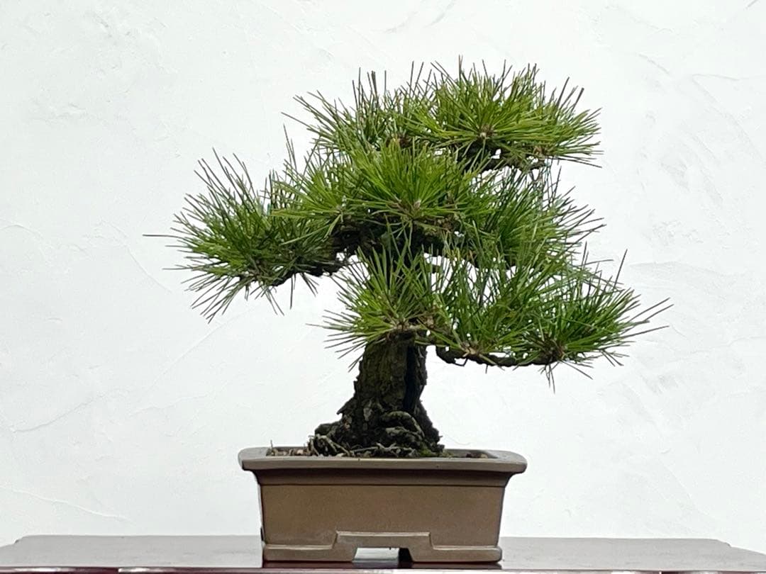 三河盆栽　黒松　盆栽