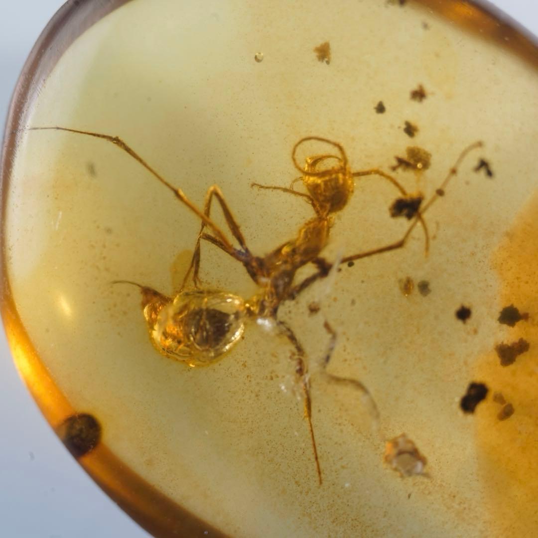 レア極上品 TT0027虫入り琥珀化石ミャンマーカムティかタナイ9900万年前