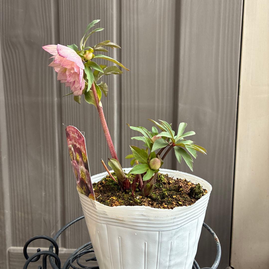 ♡松村ナーセリー♡ベビーピンクダブル　フルーツドロップス