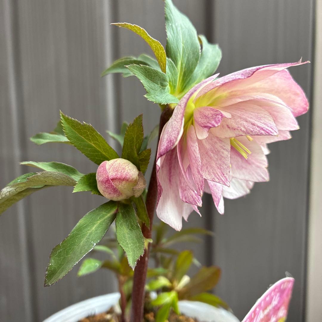 ♡松村ナーセリー♡ベビーピンクダブル　フルーツドロップス