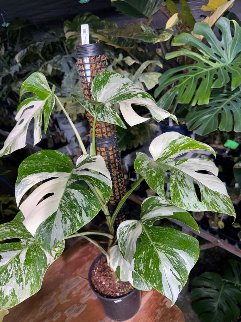 1モンステラ　ボルギシアナ　アルボ　白斑入り　鉢モスポール付き