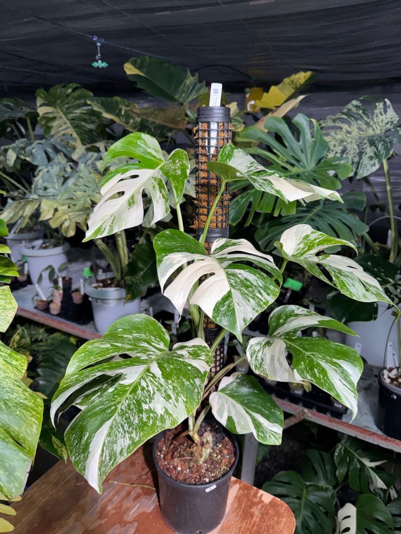 1モンステラ　ボルギシアナ　アルボ　白斑入り　鉢モスポール付き