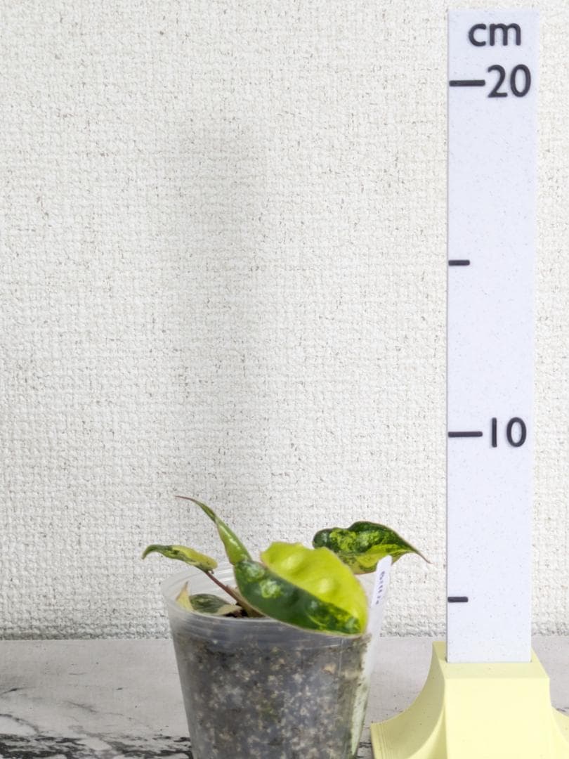 フィロデンドロン　ビレッティア　斑入り