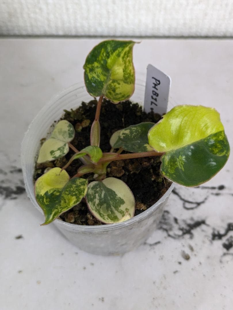 フィロデンドロン　ビレッティア　斑入り