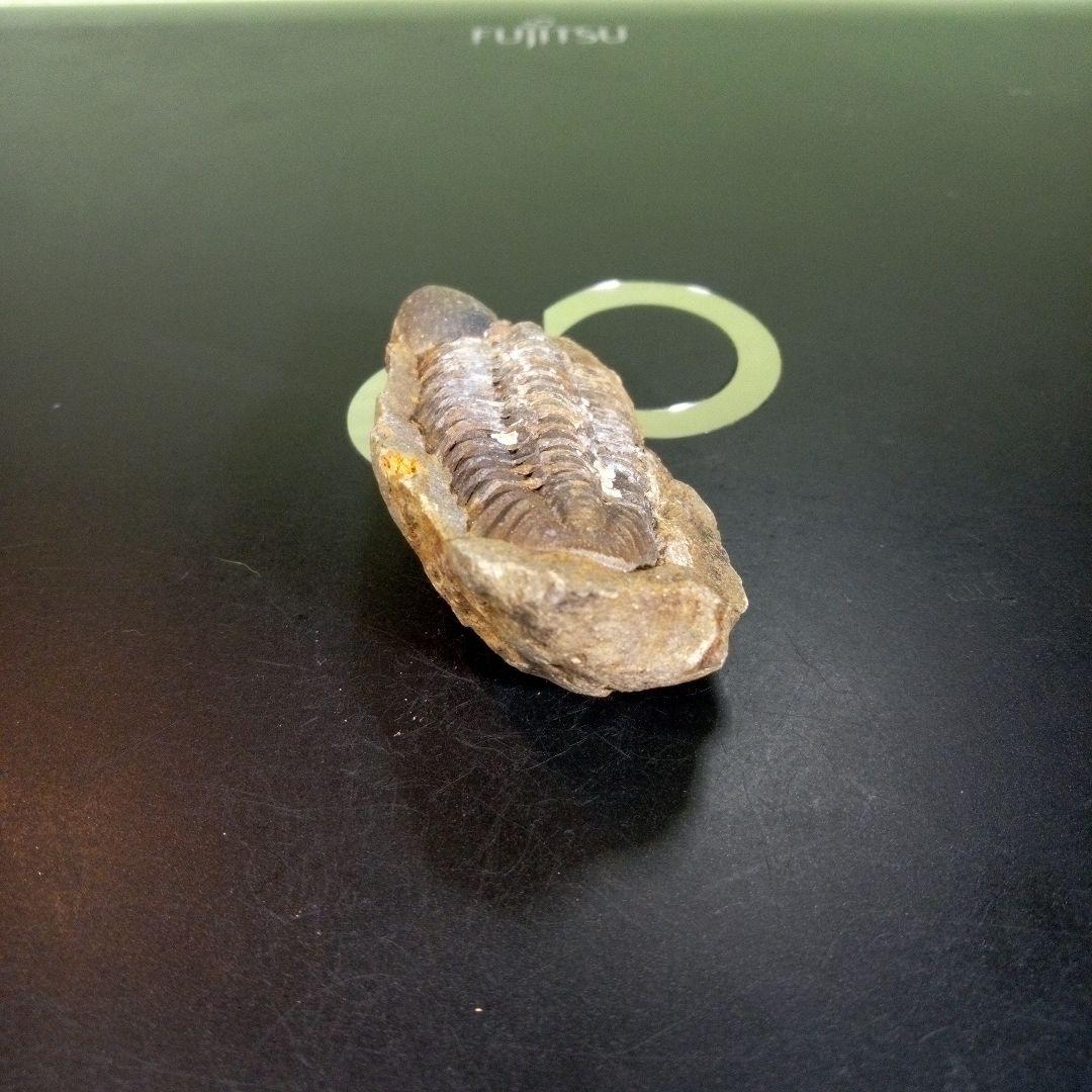 三葉虫　化石　fossil　ボリビア　trilobite　三葉虫綱　三葉虫管理⑤