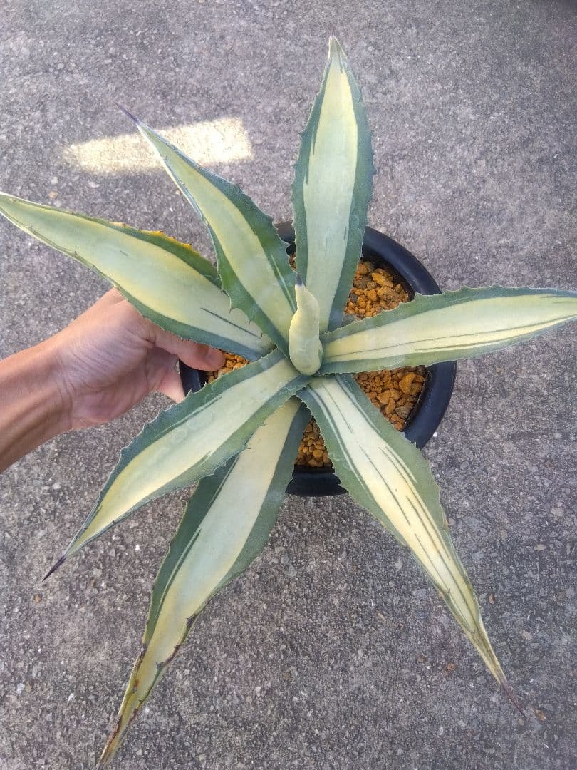 アガベ　那智の輝き　中斑　43センチ❗