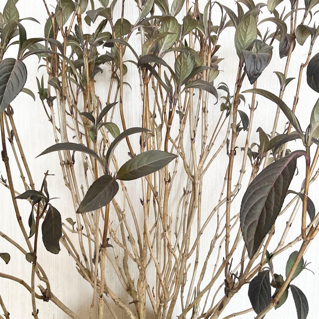 Hanakoさん専用　常緑紫陽花　碧の瞳　/ 76 2本同時購入価格