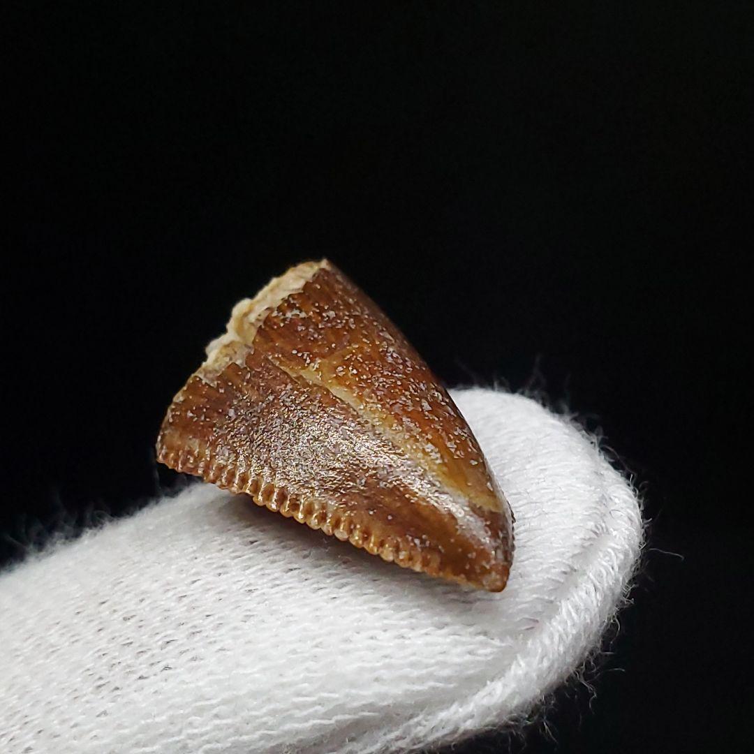 博物館級 マジュンガサウルス 恐竜 歯 化石 本物 19.30mm fr67