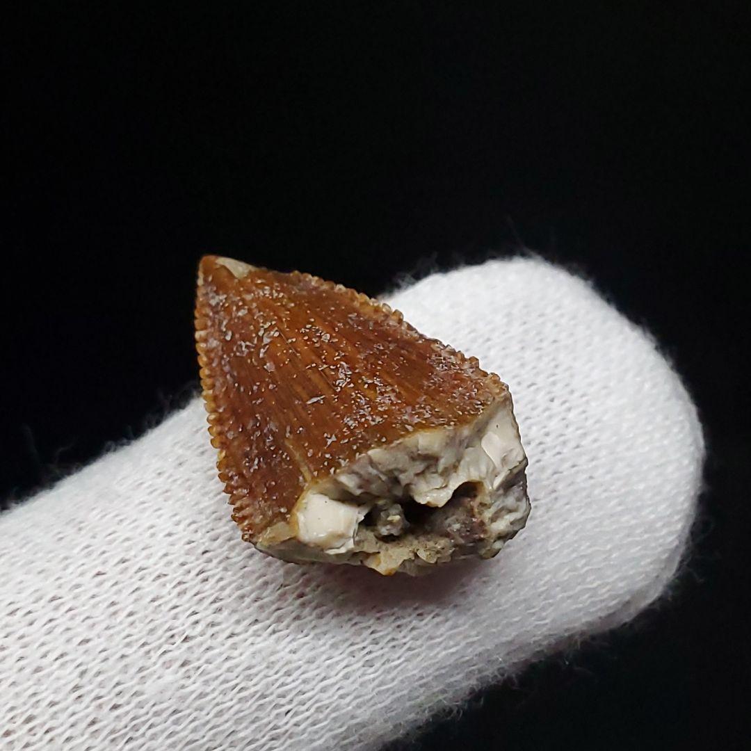 博物館級 マジュンガサウルス 恐竜 歯 化石 本物 19.30mm fr67