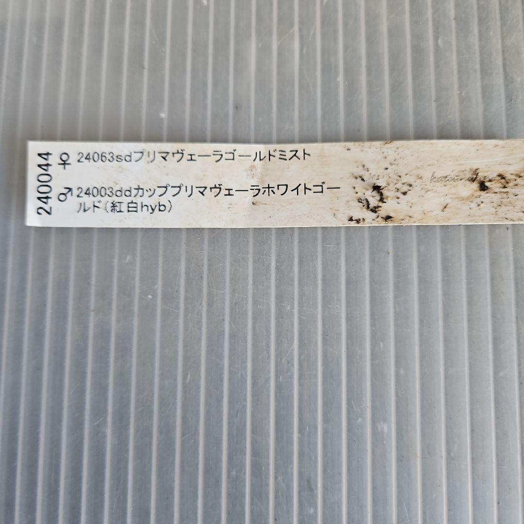 マナティ様ご購入苗㉖-259㉖-312クリスマスローズ