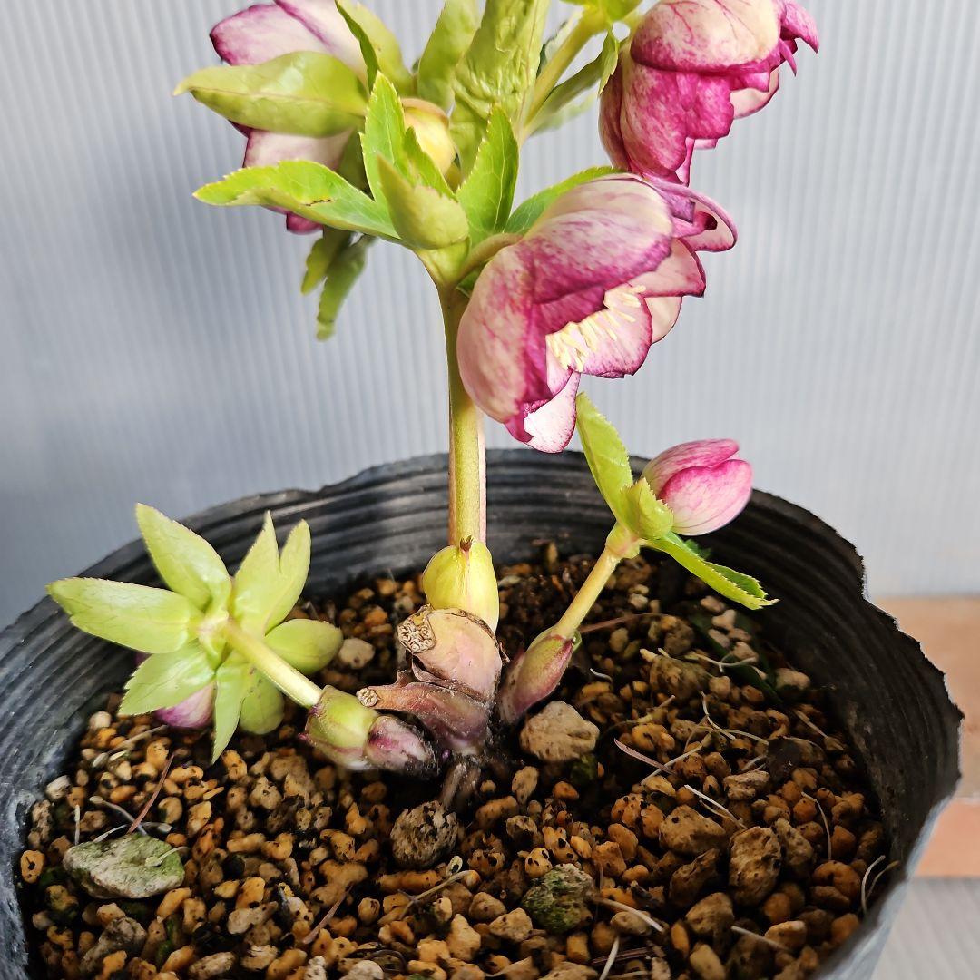 マナティ様ご購入苗㉖-259㉖-312クリスマスローズ