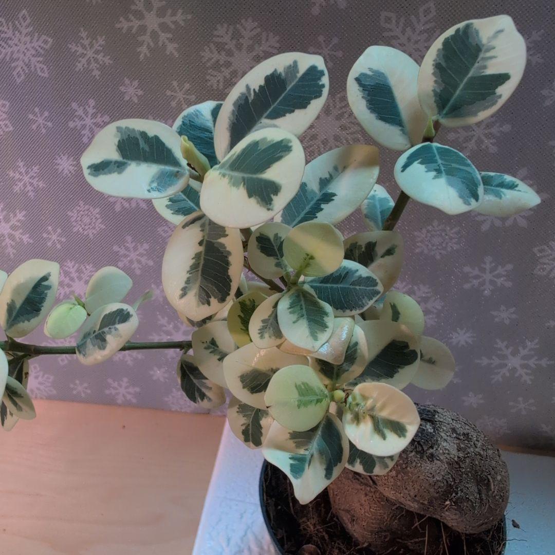 斑入りパンダガジュマル レア観葉植物 曲がった幹 緑とクリーム色の斑入り