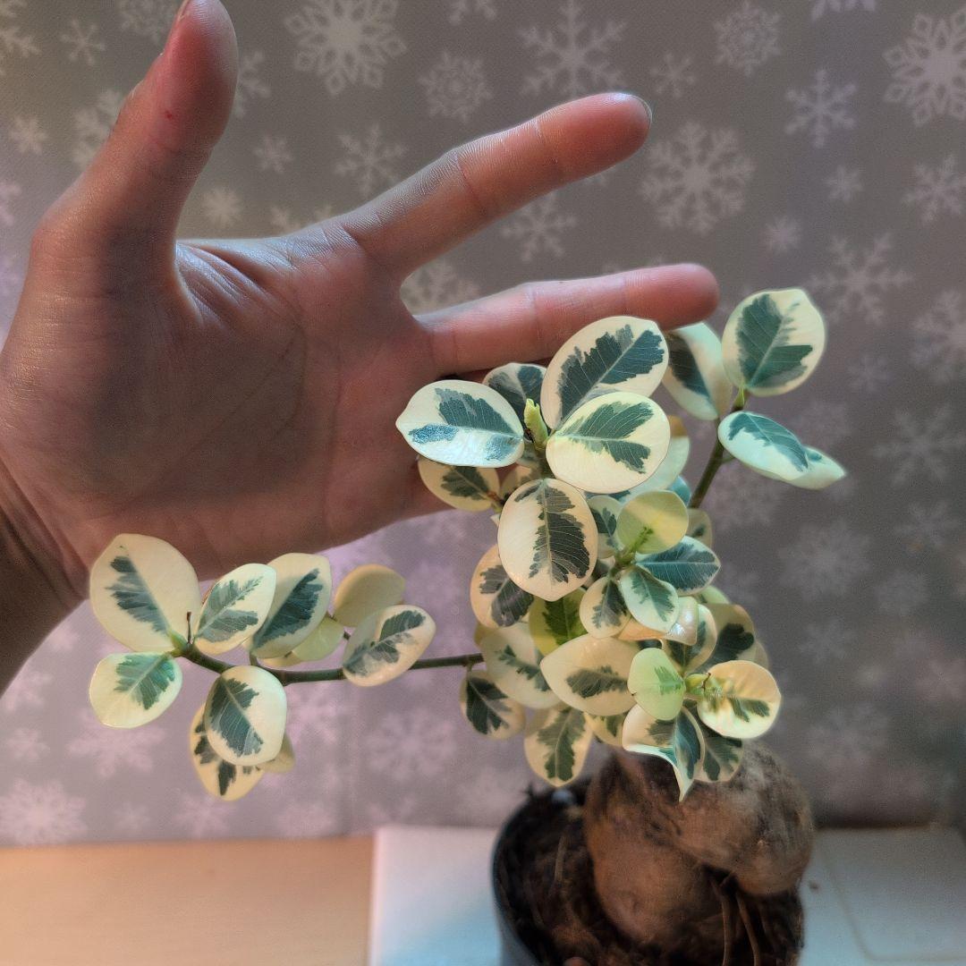 斑入りパンダガジュマル レア観葉植物 曲がった幹 緑とクリーム色の斑入り