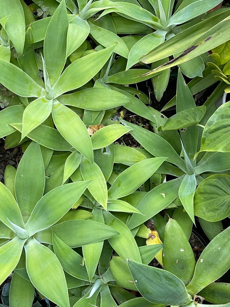 アガベ　アテナータ　ボーチンブルー　15000円相当