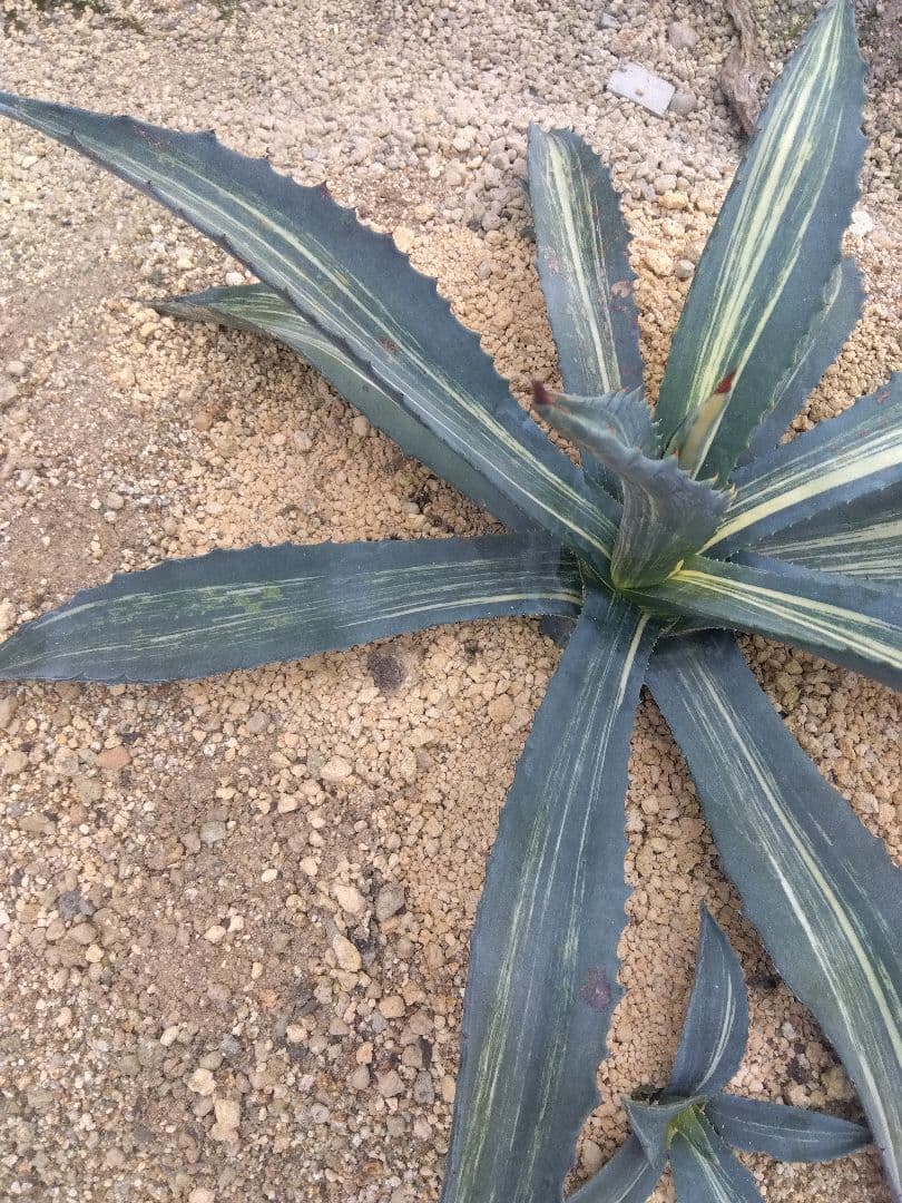 アガベ　アメリカーナ　白縞斑　大株約70センチ❗　②