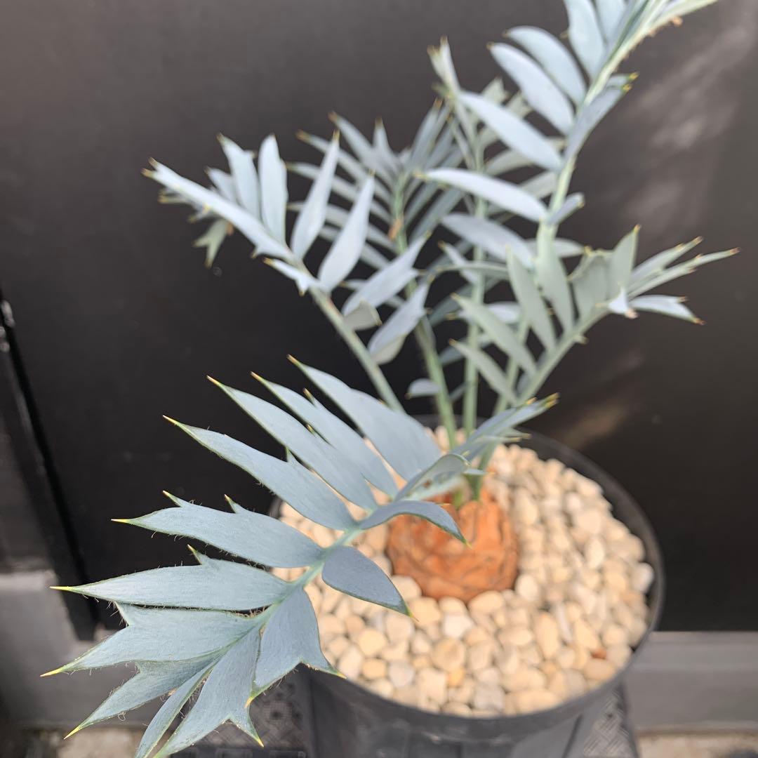 【南ア産・発根済】エンセファラルトス・ホリダス 約6cm｜No3-31