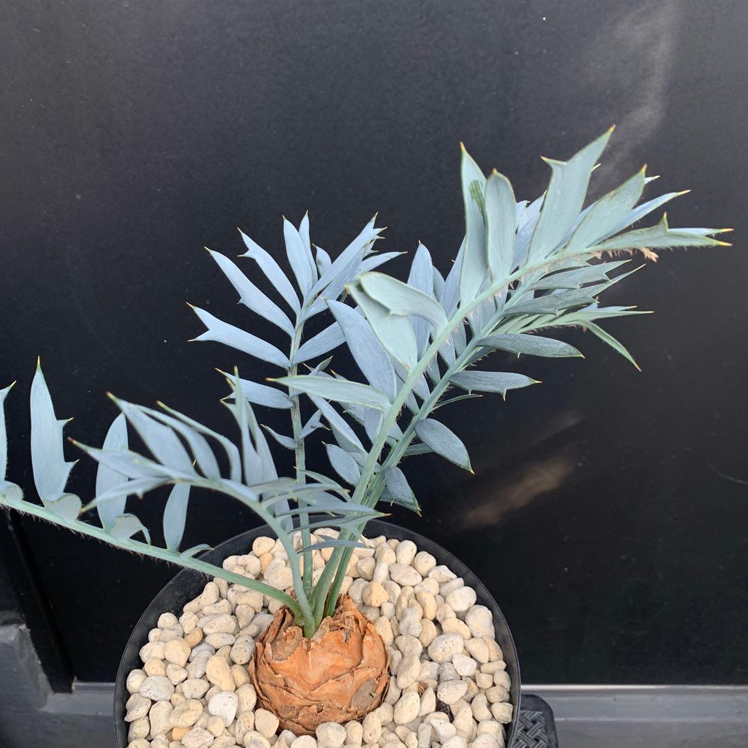 【南ア産・発根済】エンセファラルトス・ホリダス 約6cm｜No3-31