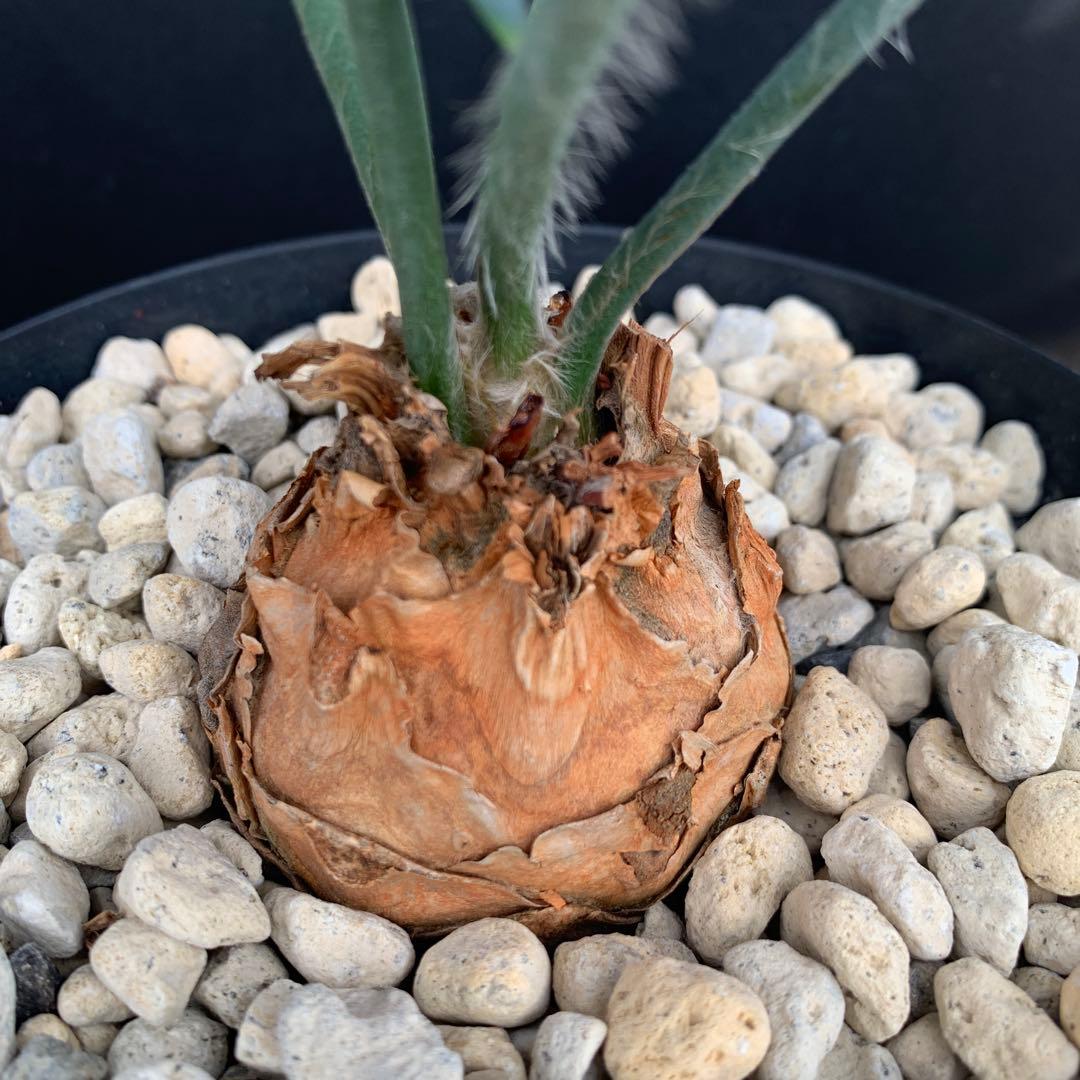 【南ア産・発根済】エンセファラルトス・ホリダス 約6cm｜No3-31