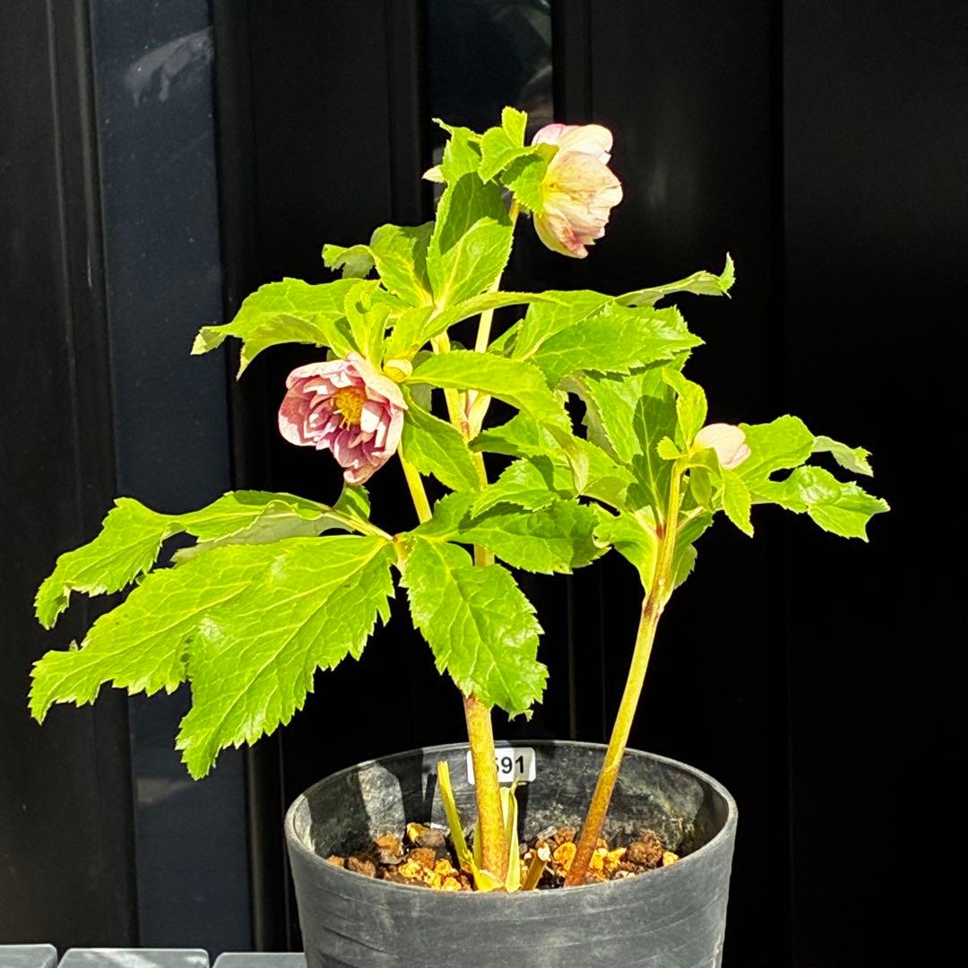 N*所様 3591☘️蕾花付き☘️極上美人☘️唯一無二☘️⭐️肌色オーレア⭐️チ