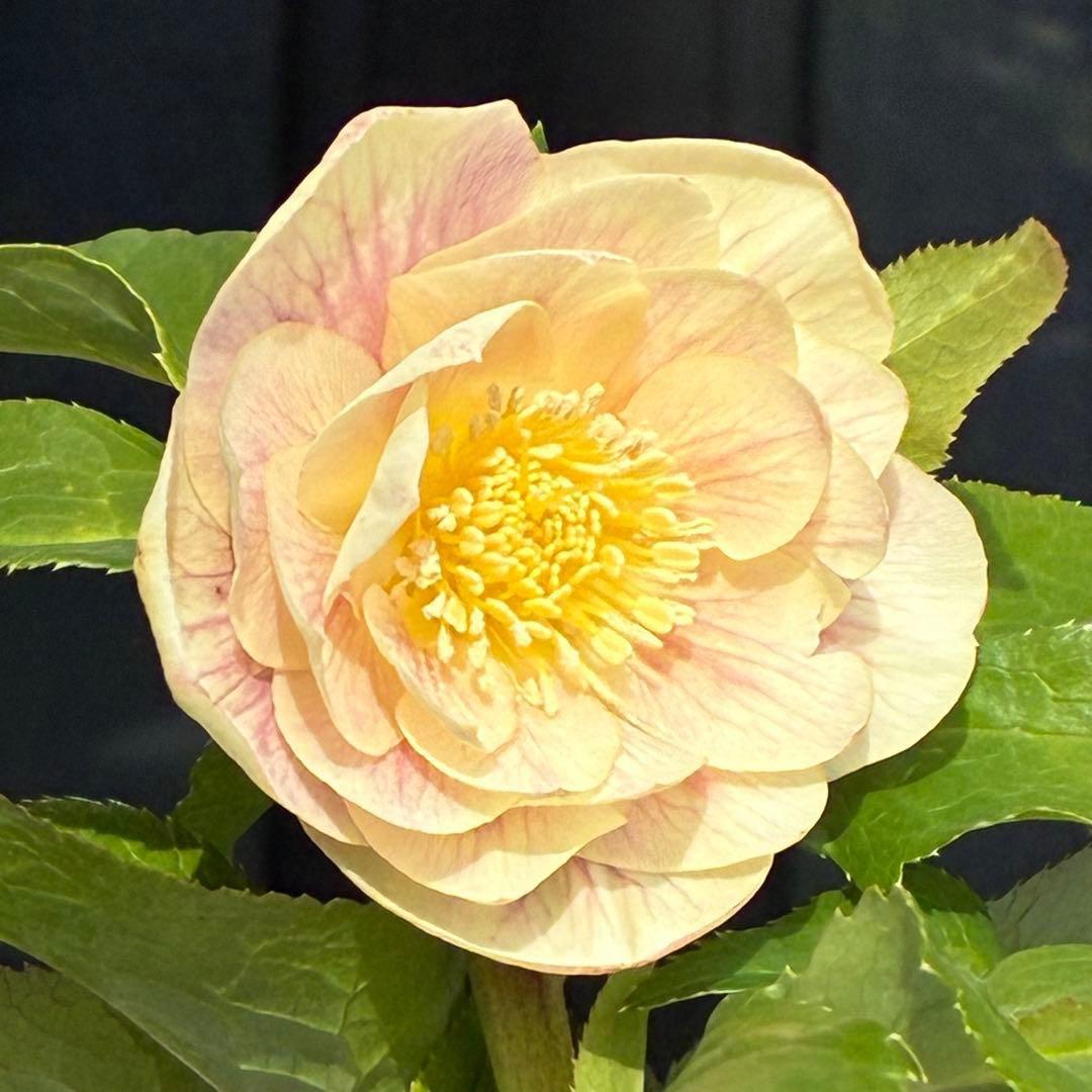 N*所様 3591☘️蕾花付き☘️極上美人☘️唯一無二☘️⭐️肌色オーレア⭐️チ