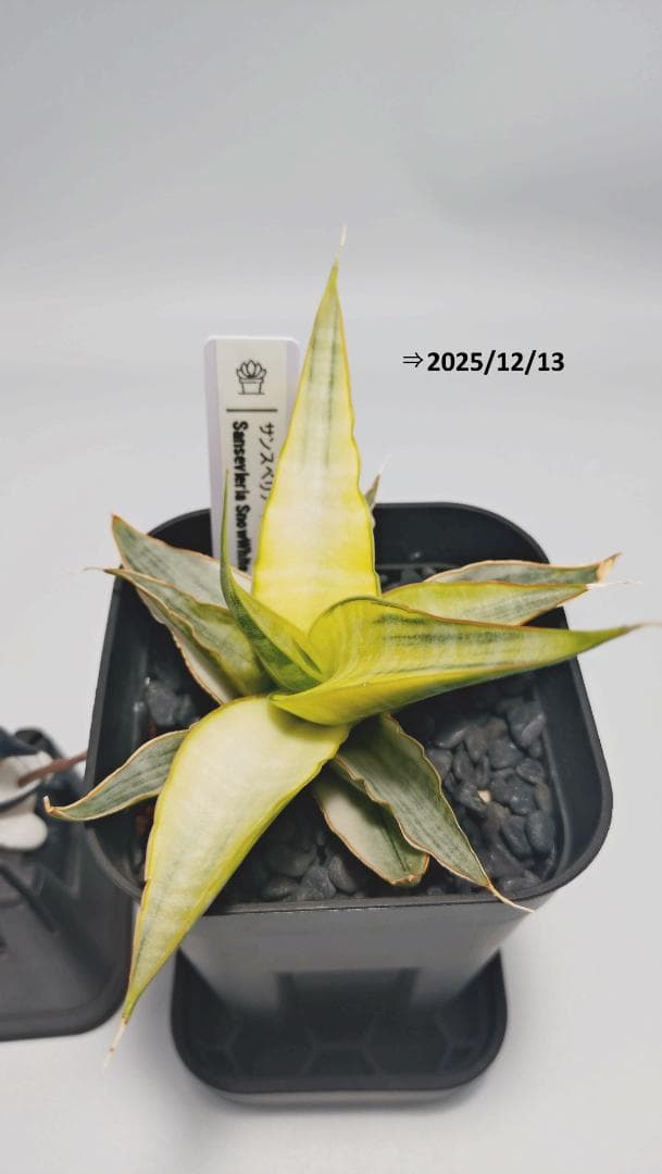 サンスベリア スノーホワイト