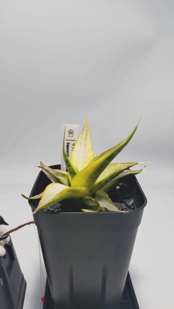 サンスベリア スノーホワイト