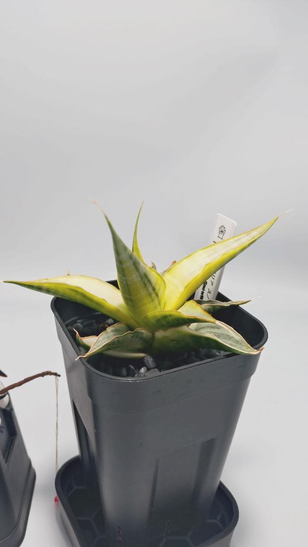 サンスベリア スノーホワイト