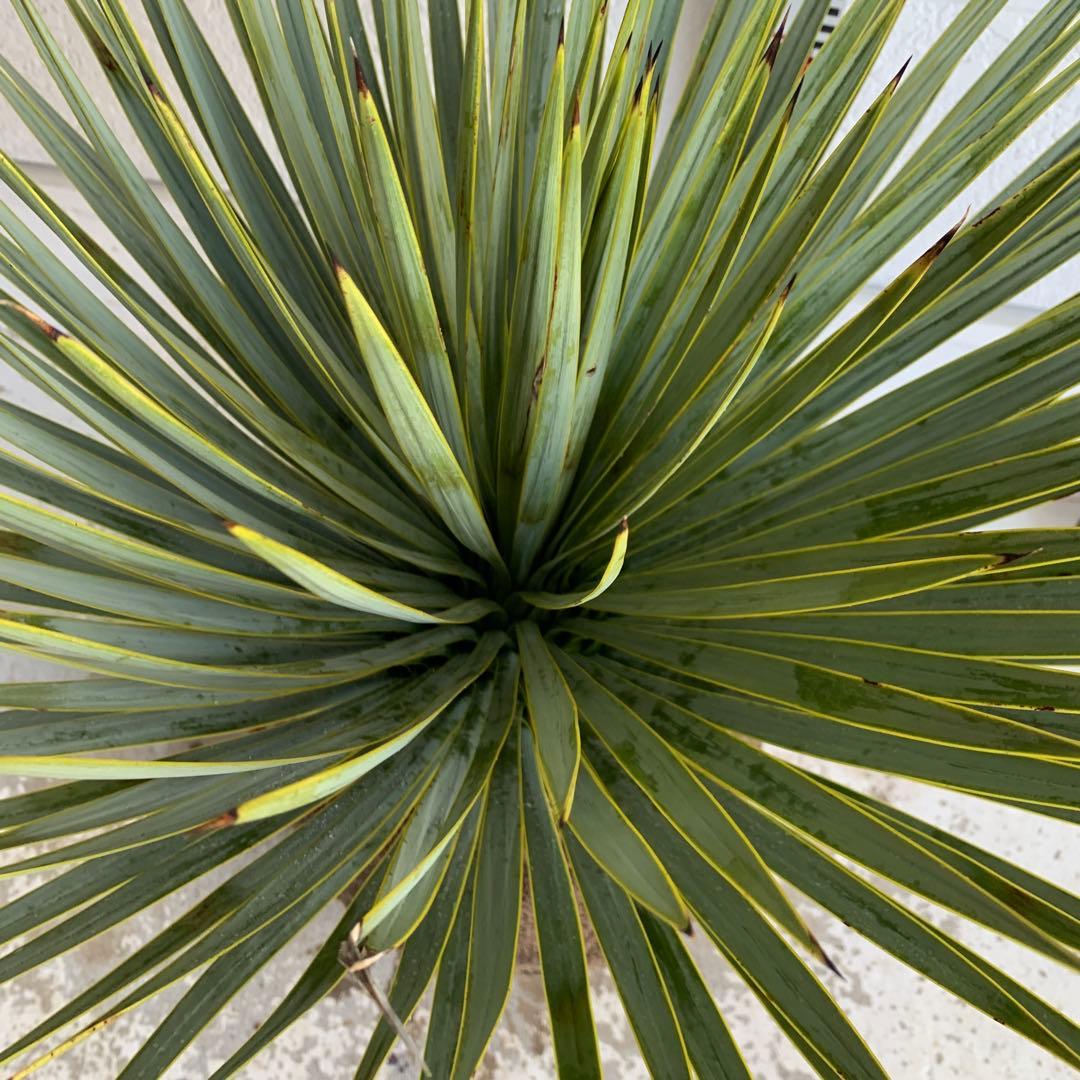 ユッカ　ロストラータ　【耐寒性/ドライガーデン/ロックガーデン 】19