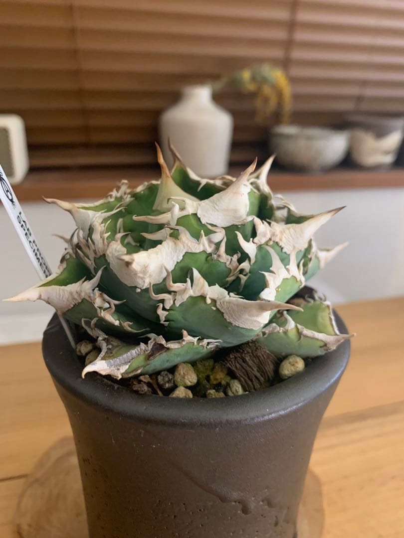 【活着済子株】アガベ　チタノタ　CJspecial